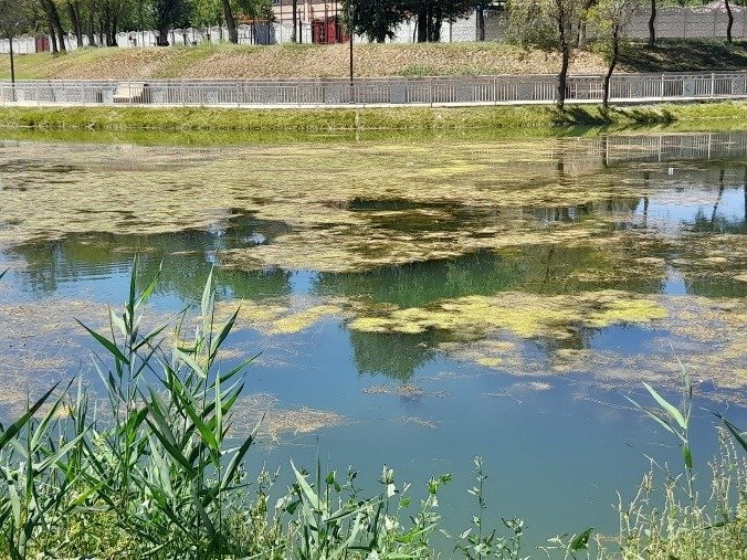 Школьница из Тараза придумала способ спасения водоемов от зловонных водорослей Школьница из Тараза придумала способ спасения водоемов от зловонных водорослей