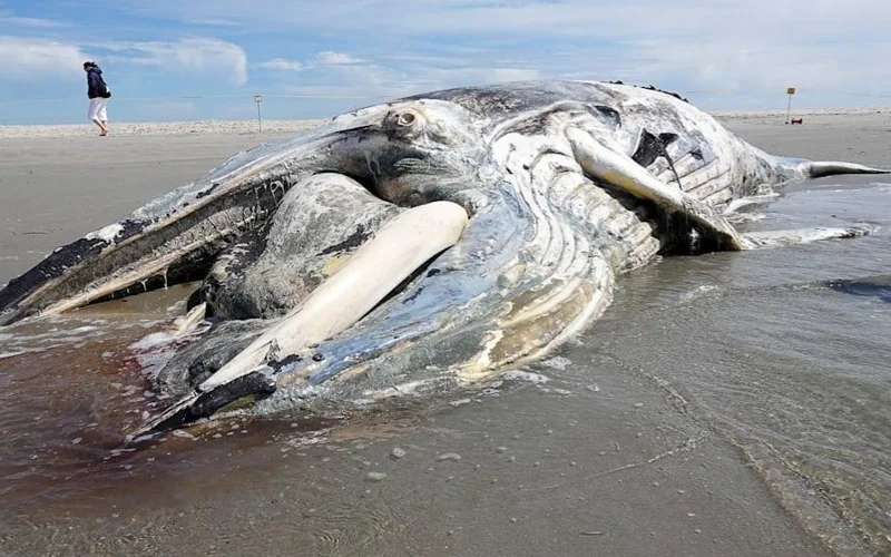 У берегов Северного моря нашли гигантского мертвого кита
