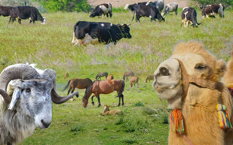 Жылқы, түйе, арыстан