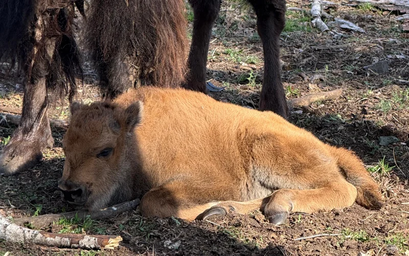  Детеныш редкого зубробизона появился на свет в Бурабае