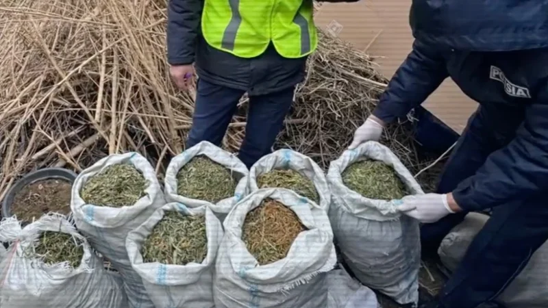 В Казахстане пресечена деятельность 83 нарколабораторий и 20 ОПГ