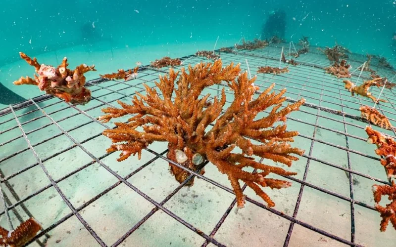 EAD plants over 4 million coral fragments in emirate’s waters