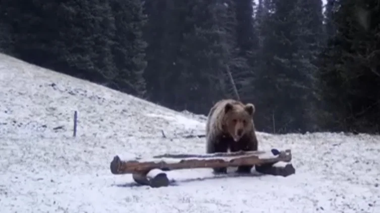 Бурый медведь попал в фотоловушку на Кольсайских озерах