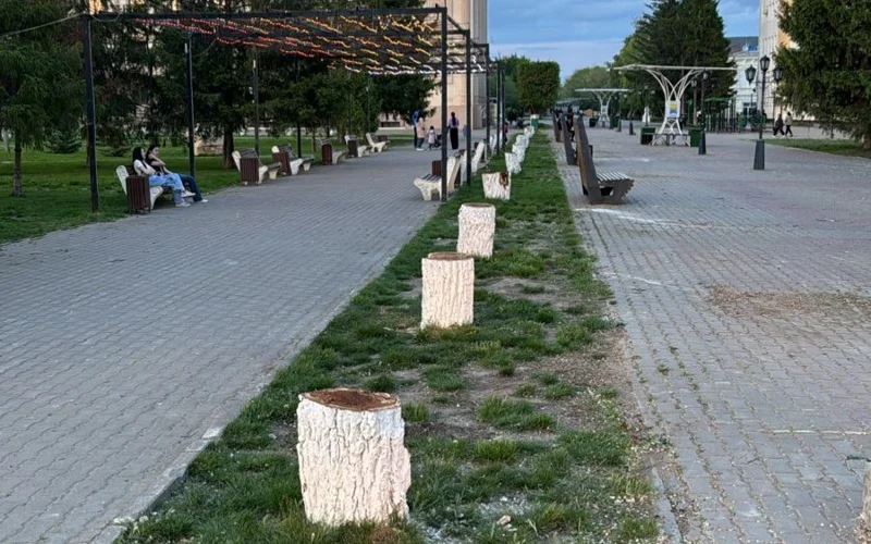 Oral qalasynda ákimdik aǵashtyń nelikten kesilip jatqanyn aıtty 