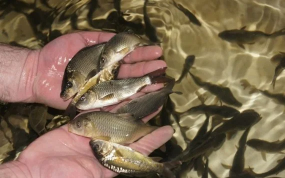 Сколько молоди ценных видов рыб было выпущено в водоемы Казахстана