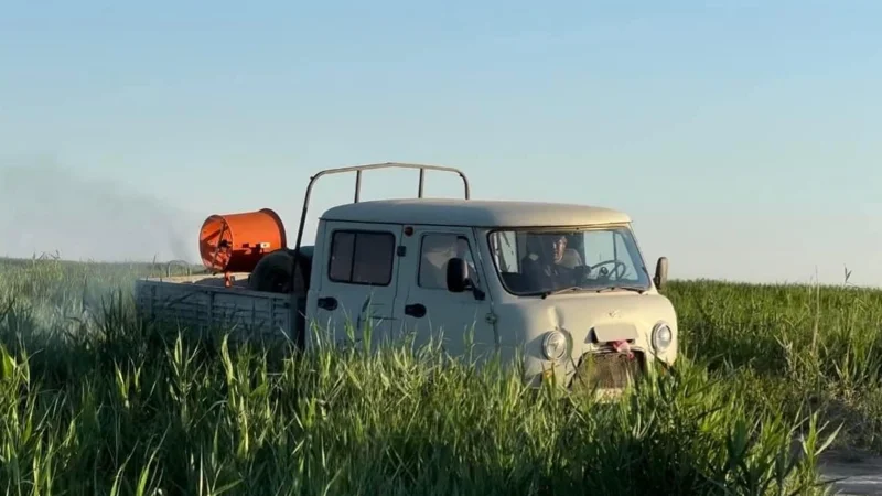 шегіртке улау