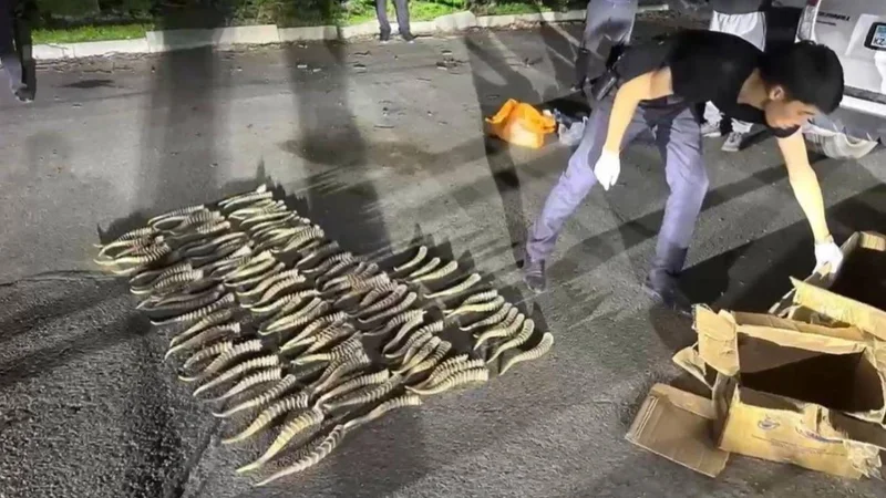 Ущерб на 539 млн: браконьера из Темиртау задержали за незаконный сбыт рогов сайгака