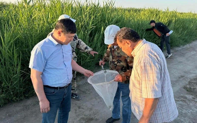 В Кызылординской области стартовали мероприятия по борьбе с нашествием саранчи о