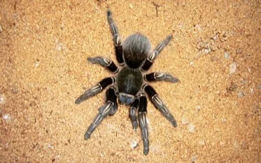 Павлодардың елді мекендерін жапырақ жемірі мен бүйі басып барады