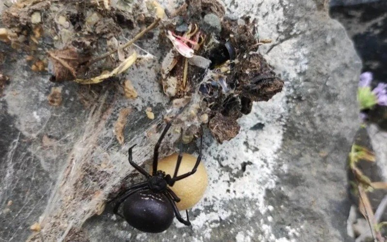 Black widow spiders