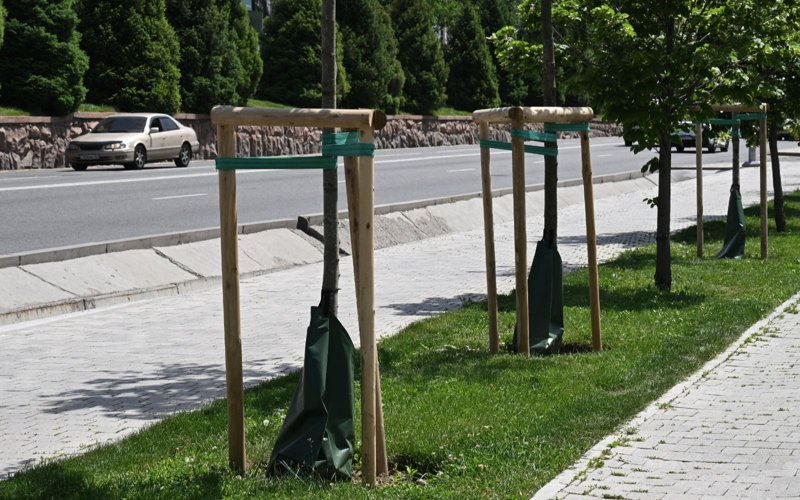 Almatyda sońǵy eki jylda 1 mln-nan astam aǵash otyrǵyzyldy Almatyda sońǵy eki jylda 1 mln-nan astam aǵash otyrǵyzyldy