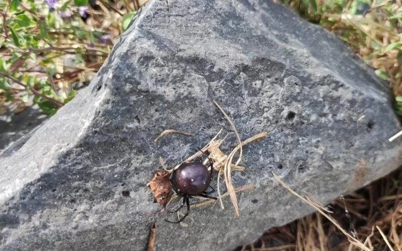 Black widow spider
