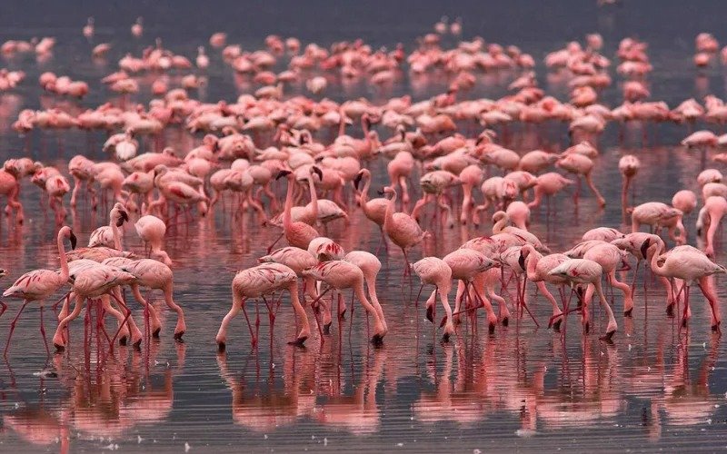 flamingo flamingo
