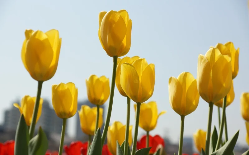 В Актобе суд назначил экспертизу тюльпанов из-за дела акима