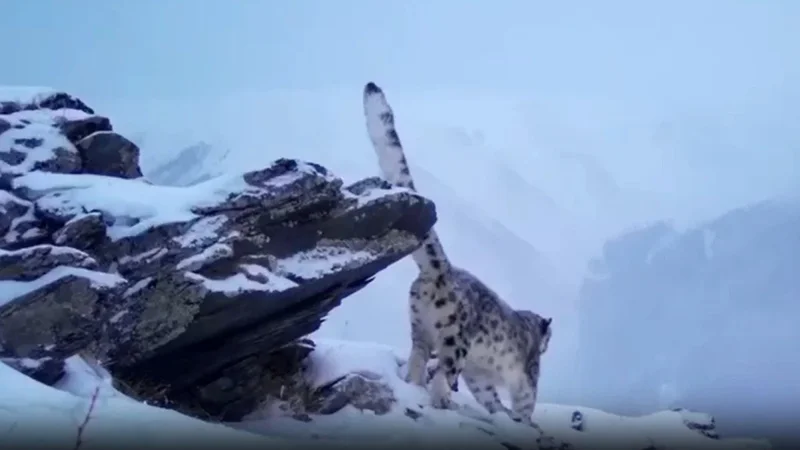 Snow leopard caught on trap camera again