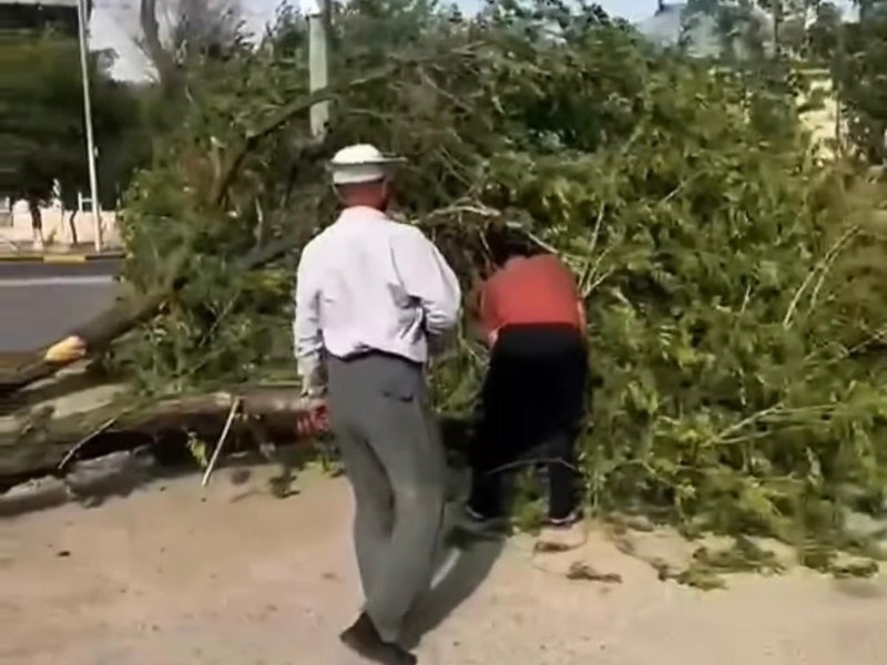деревья деревья
