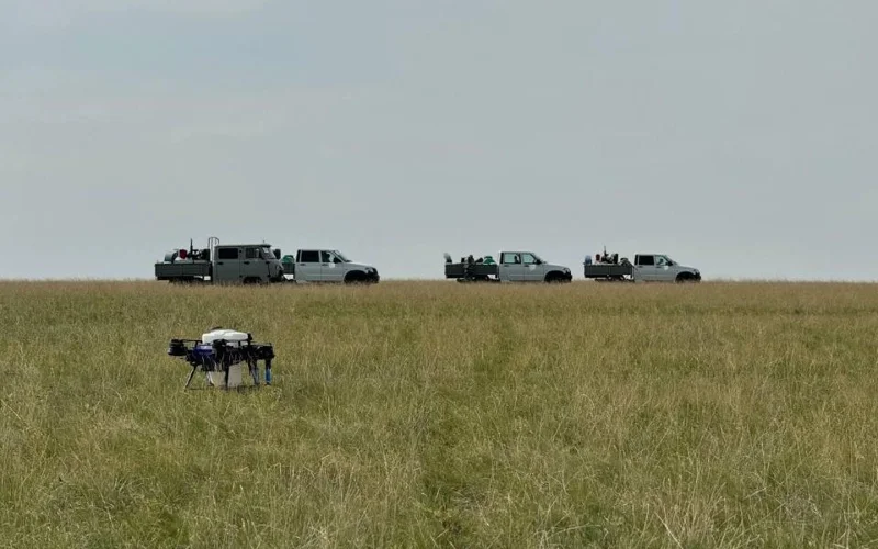 Химическую обработку сельхозугодий от саранчи проводят в Акмолинской области