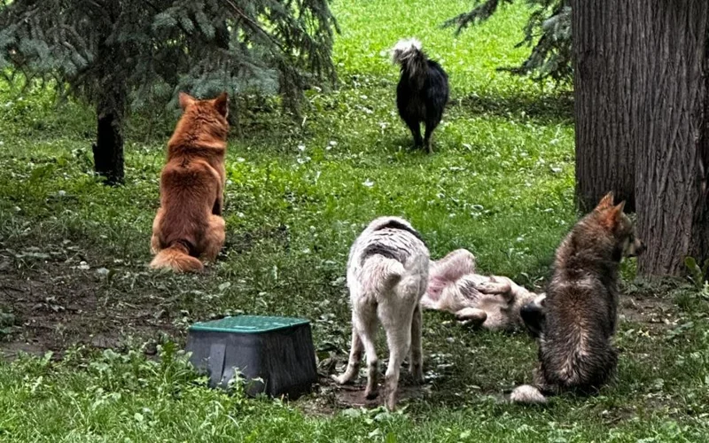 Almatynyń 28 panfılovshy saıabaǵynda qańǵybas ıtter qaptap júr