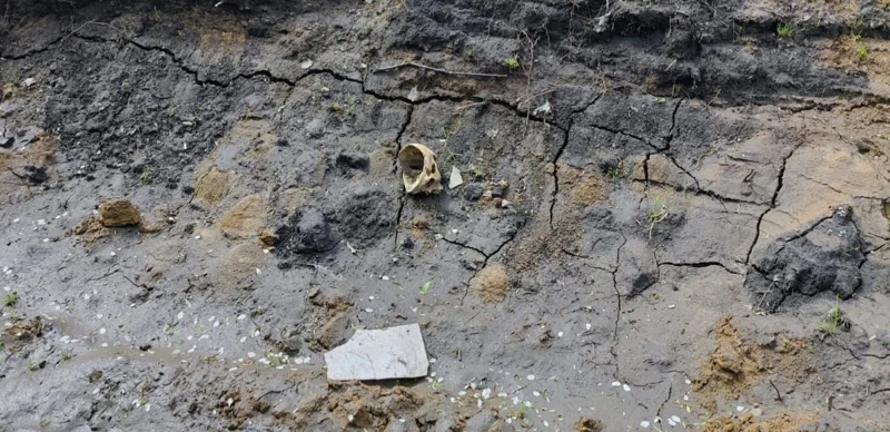 Петропавлдағы Заречный кентінде адамның бас сүйектері шашылып жатыр 