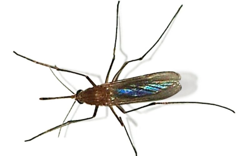 culex pipiens pipiens culex pipiens pipiens