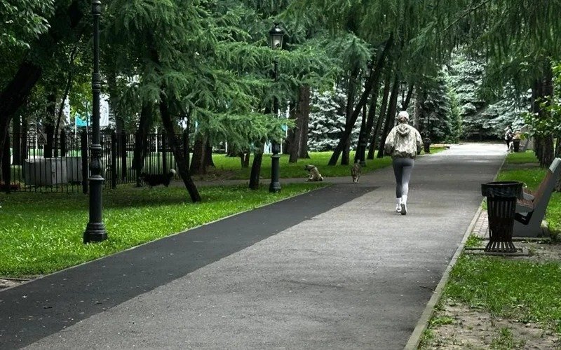 собаки собаки