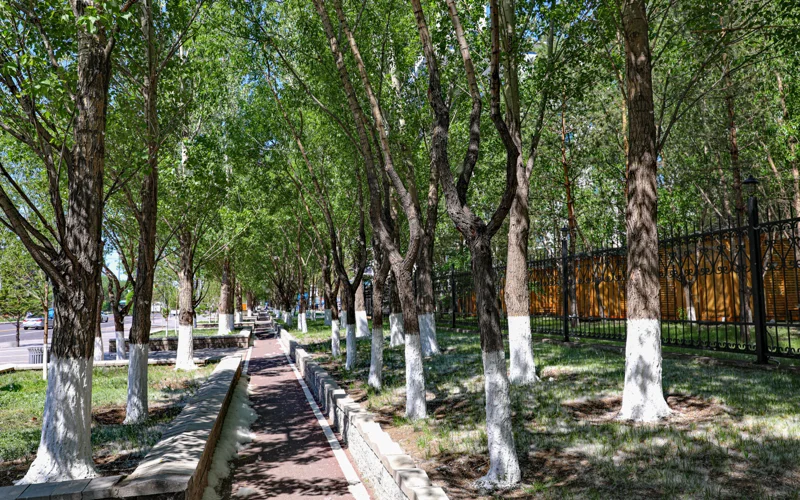 пух, мамық, деревья, погода, парк, тропинка