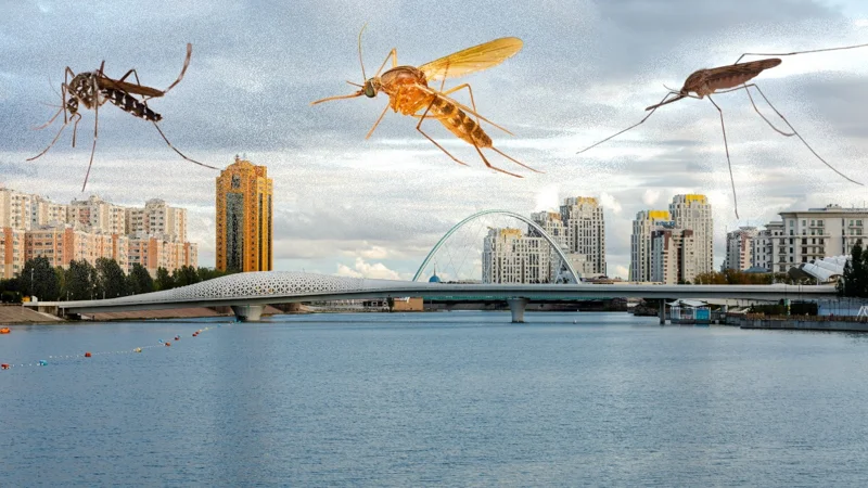 A.messeae, Culex и Aedes: какие комары живут в Астане