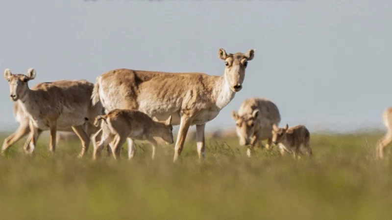 Что делать, если на дороге сайгаки или другие дикие животные — ответ КазАвтоЖол