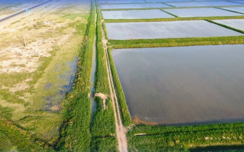 посевы, поле, вода