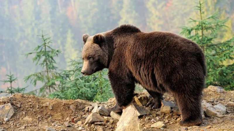 Female bear with cubs captured on camera in Toktogul district Female bear with cubs captured on camera in Toktogul district