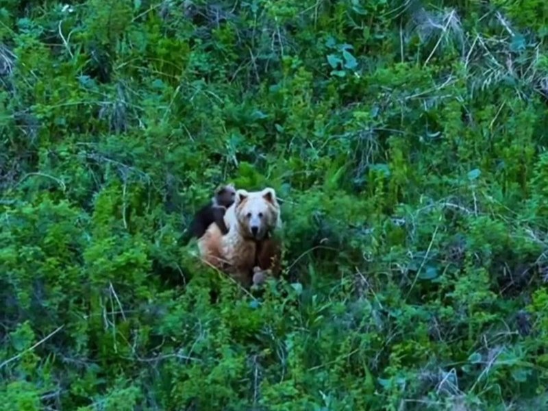 Female bear with cubs captured on camera in Toktogul district Female bear with cubs captured on camera in Toktogul district