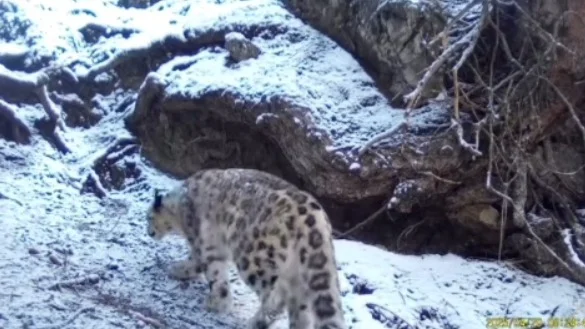 Көлсайда ілбіс фототұзаққа түсіп қалды