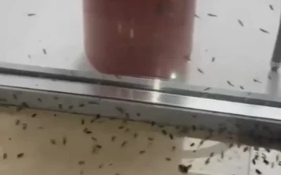 Pavlodarda aýyl turǵyndaryn sary masa men shirkeı talap jatyr