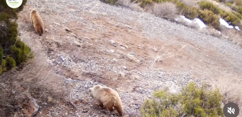 қоңыр аюы «Сайрам-Өгем» мемлекеттік ұлттық табиғи паркінің фототұзағына түсіп қалды