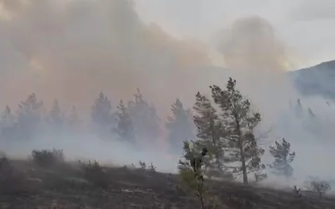 Причиной пожара в Баянаульском нацпарке стала птица — ДЧС