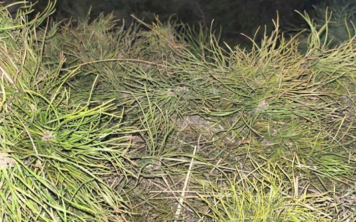 «Семей орманынан» 520 млн теңгенің көшетін ұрлағандар 5 жылға түрмеге қамалды 