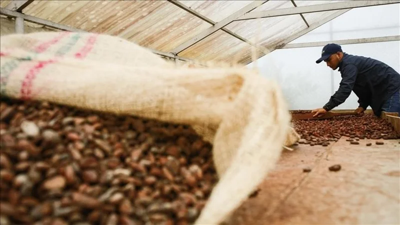cocoa