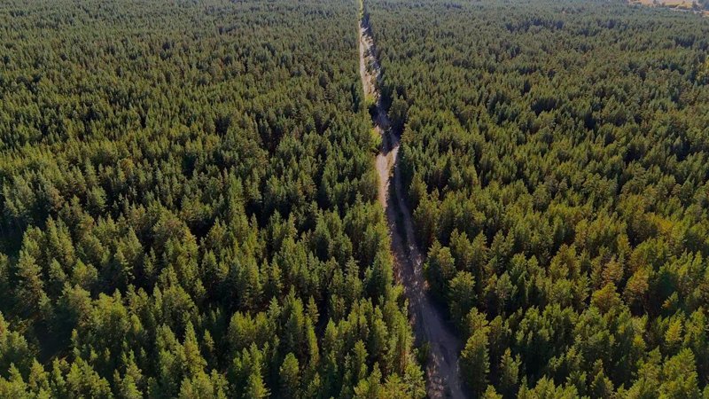 Ертіс орманы орман