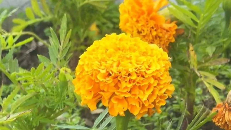 Более 1,5 млн цветов высадят на улицах Караганды этим летом