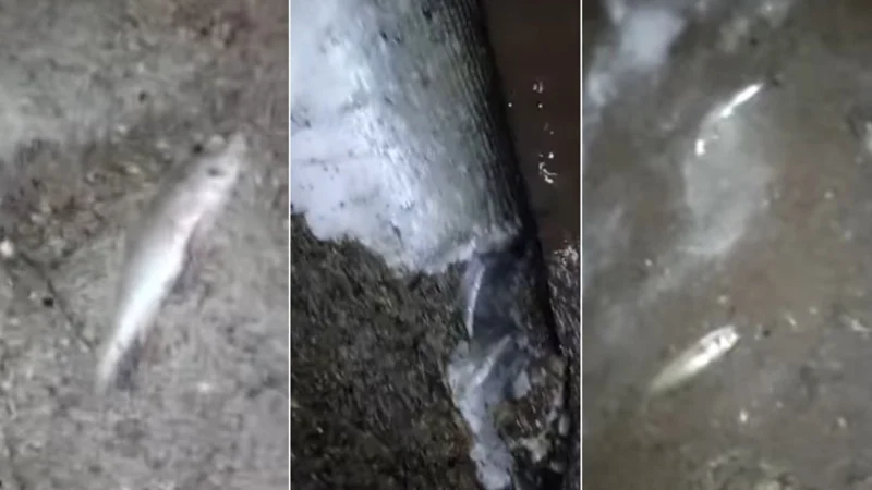 В водохранилище Шандаксор массово гибнет рыба