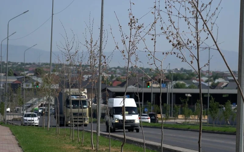 Около 500 деревьев высохли в Шымкенте