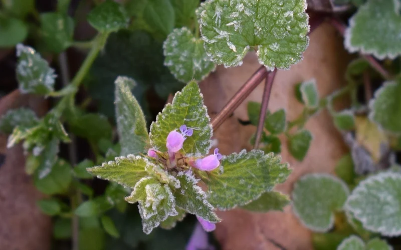 Қазақстанда 24–26 мамыр аралығында үсік жүреді