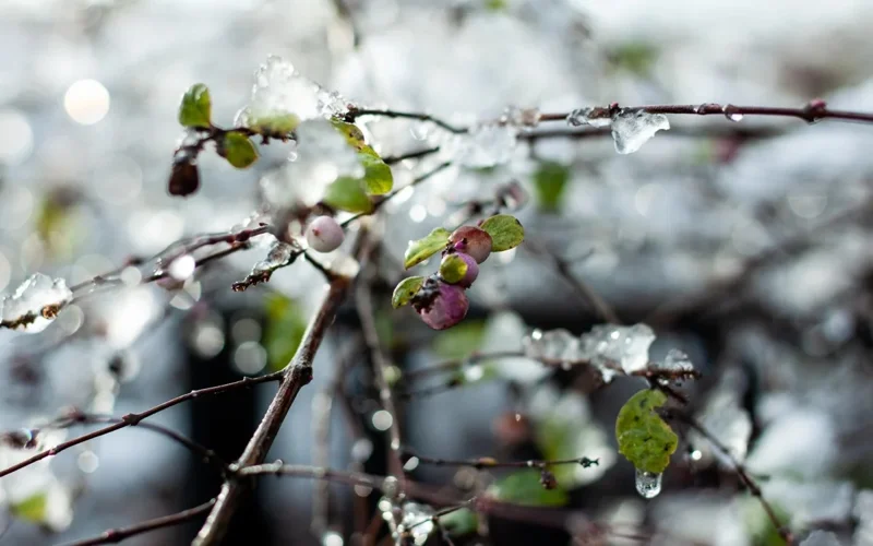 Ground frosts expected in Kazakhstan over next 3 days