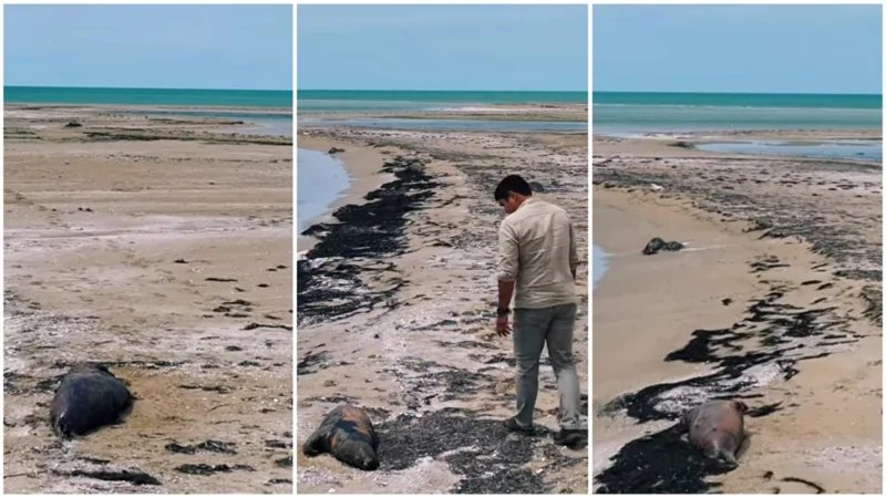 На берегу Каспия продолжают находить тушки погибших тюленей