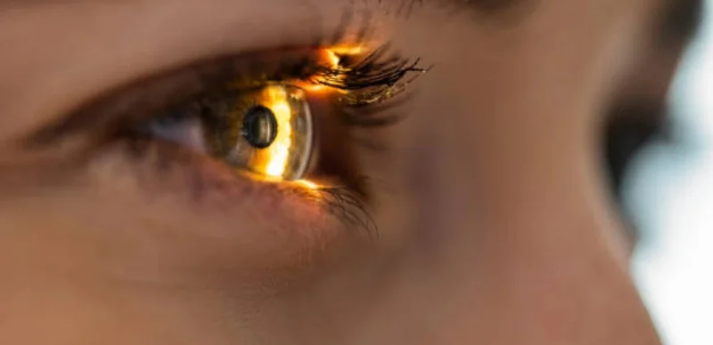 тушки тюленей на берегу Каспия