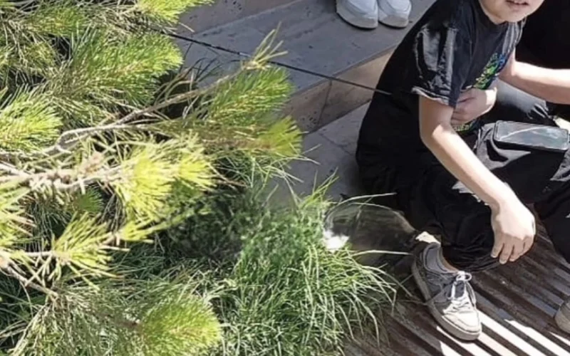 в ребенка попала стрела из лука в Шымкенте