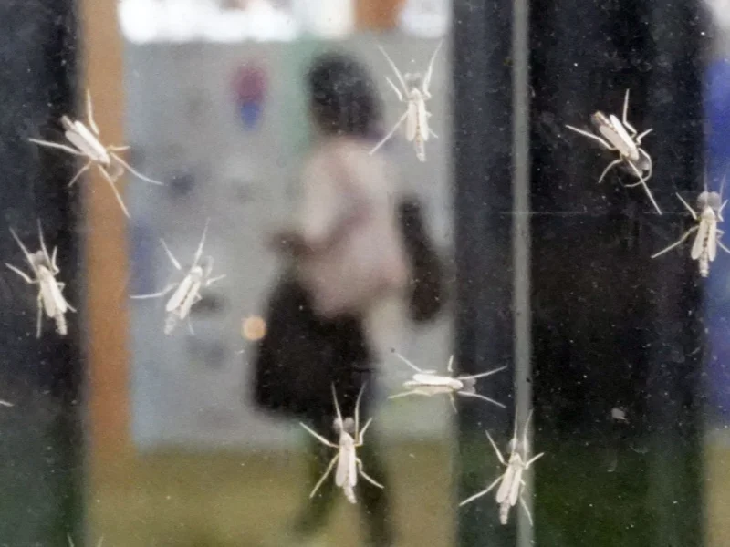 Swarming insects causing distress at World Exposition in Osaka