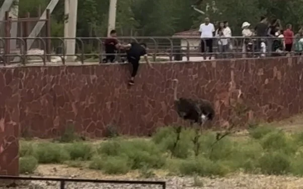 Түйеқұсты тепті