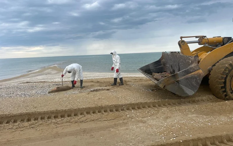 Маңғыстауда теңіз жағалауынан 279 итбалық өлексесі табылды  