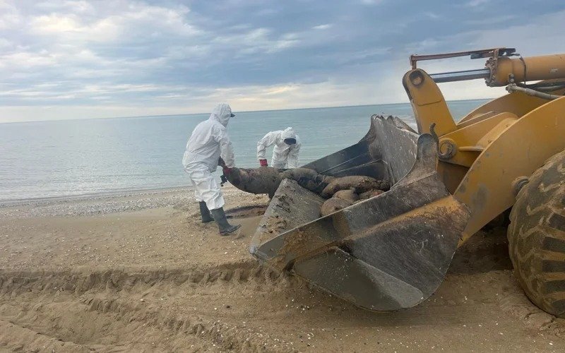 279 dead seals washed up on Caspian Sea coast